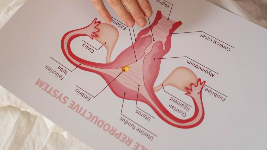 What is the anatomy of a uterus?